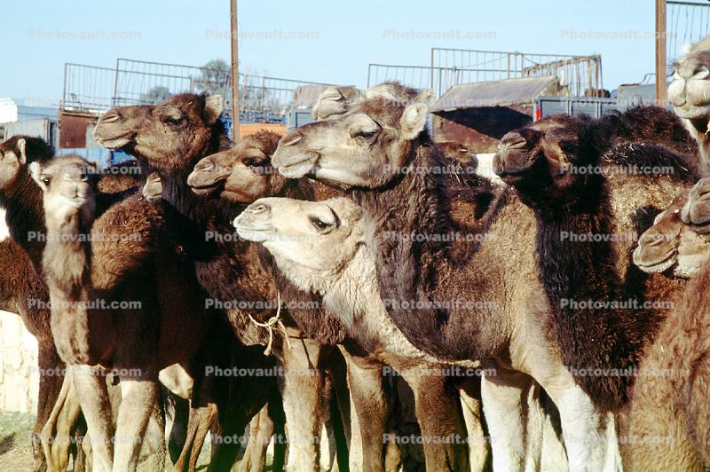 Dromedary Camel, (Camelus dromedarius), Camelini, El Hadra Market