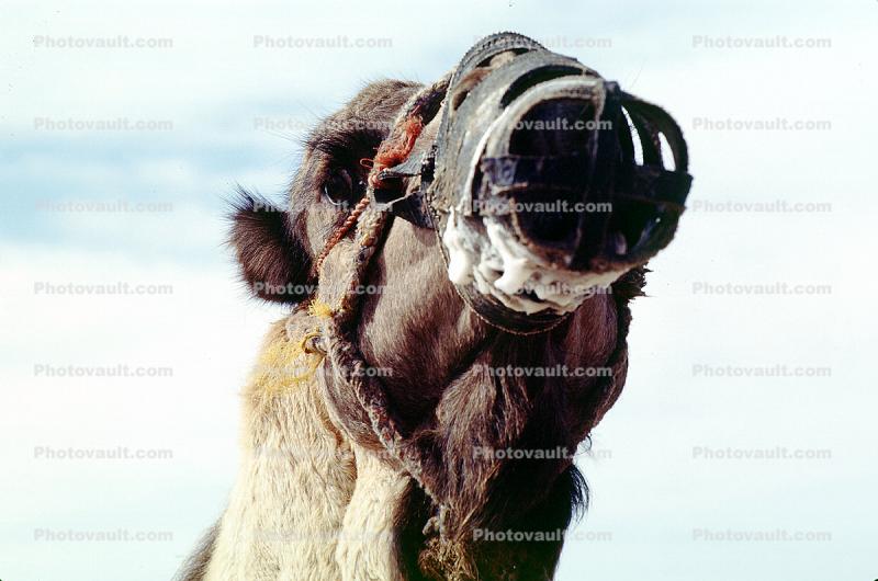 Muzzle, Dromedary Camel, (Camelus dromedarius), Camelini, El Hadra Market