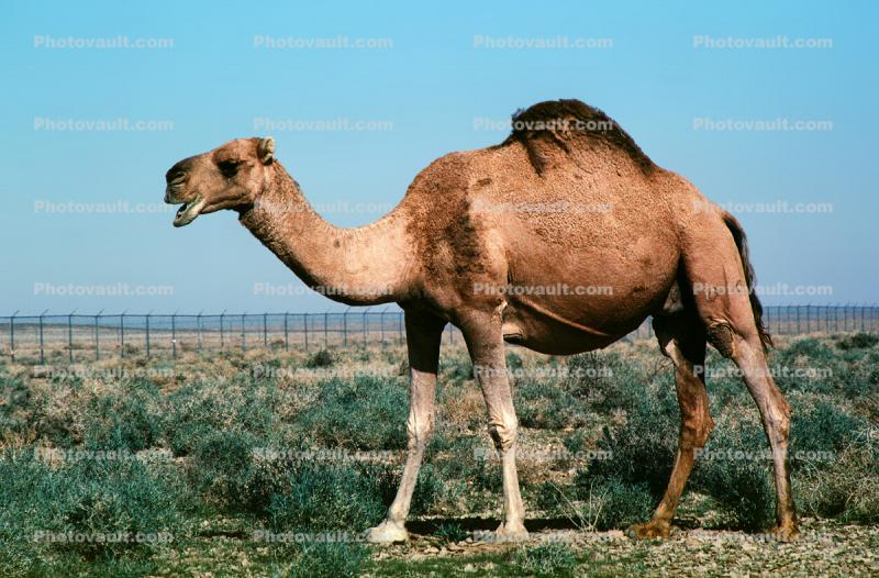 Dromedary Camel, (Camelus dromedarius), Camelini, Desert, Saudi Arabia
