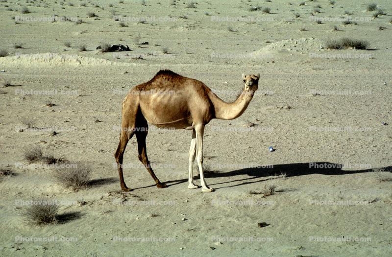 Dromedary Camel, (Camelus dromedarius), Camelini, Desert, Saudi Arabia