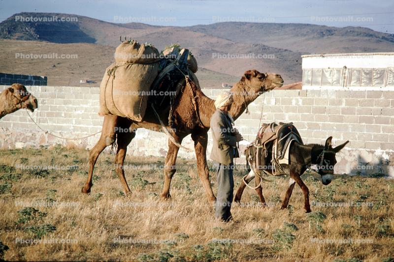 Camel and  a Mule, Donkey