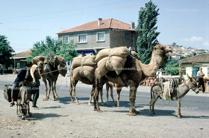 Camel and  a Mule, Donkey, Istanbul, Turkey