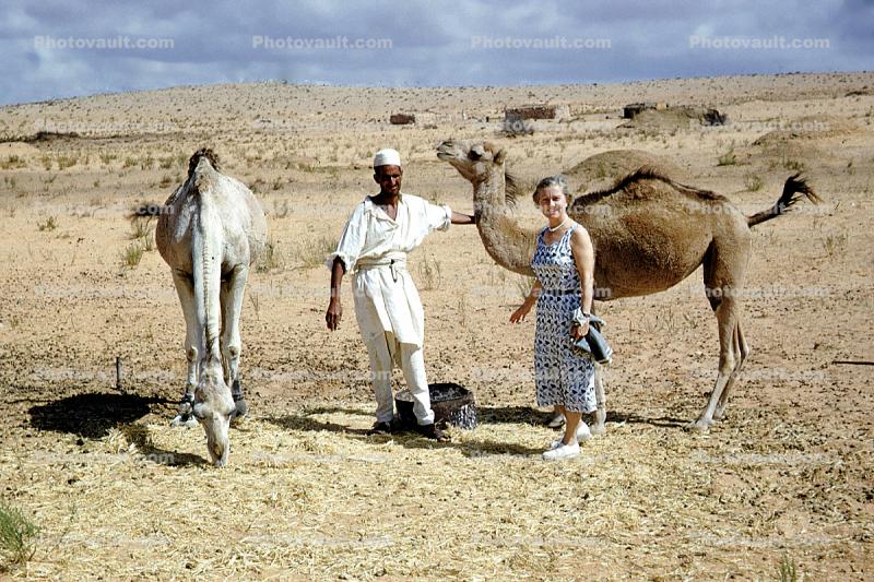 woman, man, tourist, Dromedary Camel, (Camelus dromedarius), Camelini, Desert, Sand Dunes, near Tripoli, Libya, 1950s