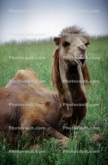 Bacterian Camel, (Camelus bactrianus), Camelini, China