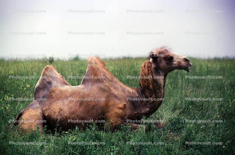 Bacterian Camel, (Camelus bactrianus), Camelinii, China