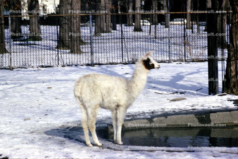 White Llama, Snow, Cold, Ice, (Lama glama)