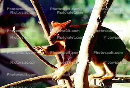Goodfellow's Tree-kangaroo, (Dendrolagus goodfellowi), Herbivore