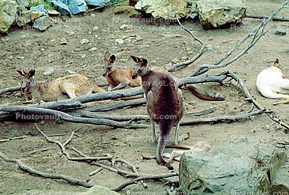 Eastern Grey Kangaroo, (Macropus giganteus), Diprotodontia, Macropodidae