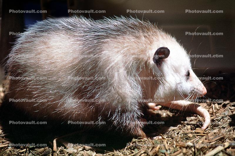 Virginia Opossum, (Didelphis virginiana), Nocturnal, Possum