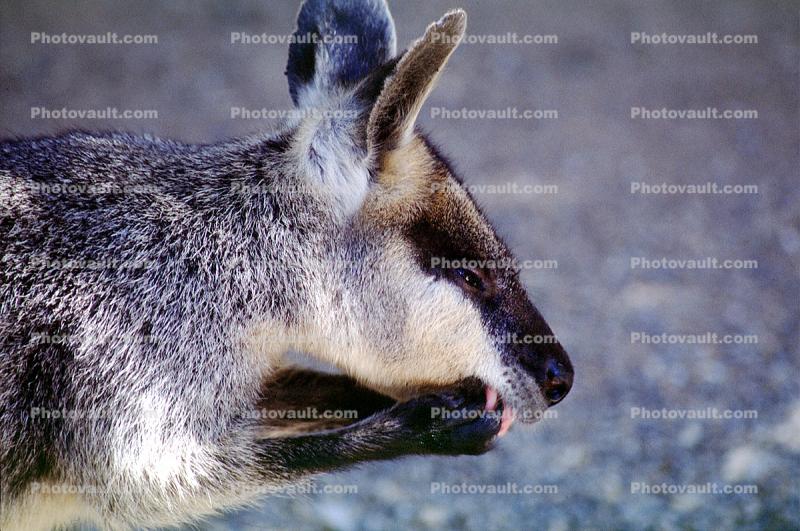 Kangaroo Eating