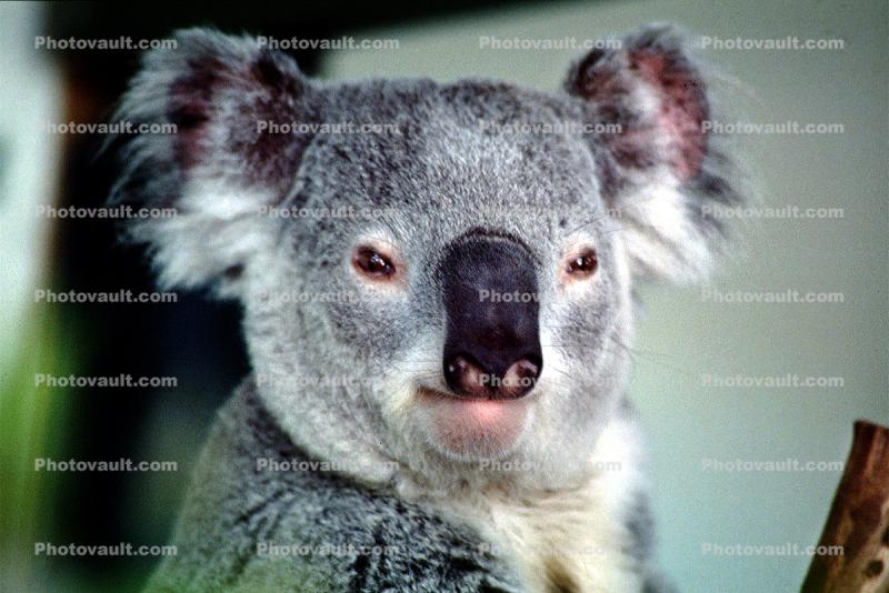 Koala Bear