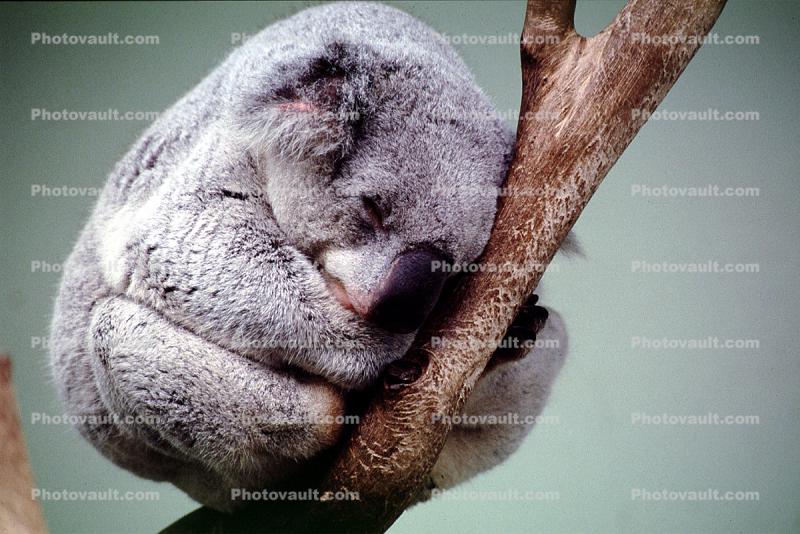 Koala Bear, sleeping, cute, cuteness, slumber