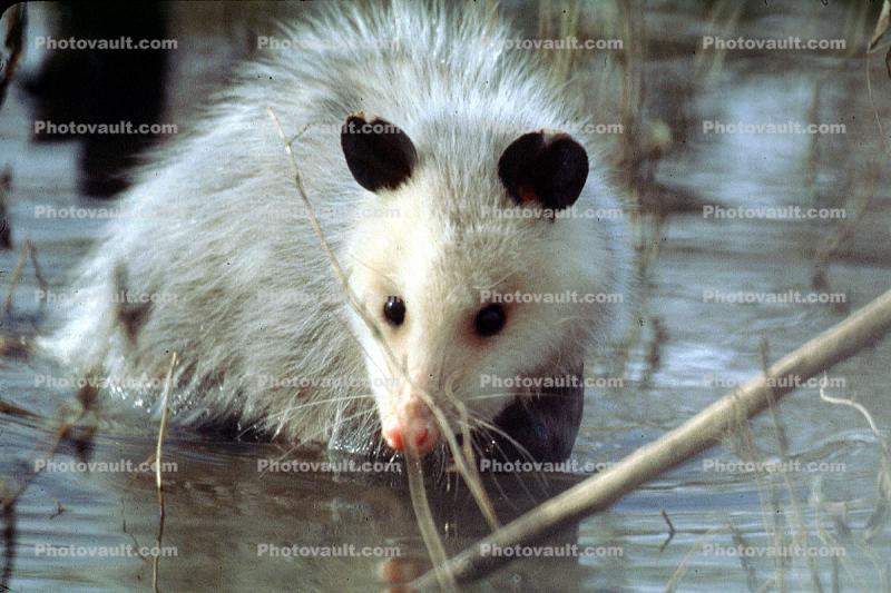 Opposum, (Didelphis marsupialis), Possum