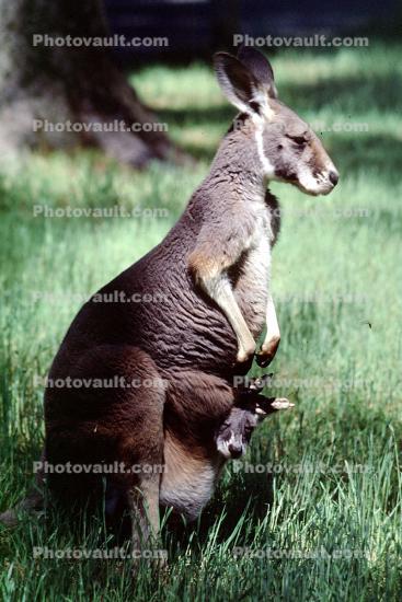 Kangaroo, Wallaby