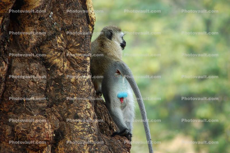 Blue Balls, Vervet Monkey, (Chlorocebus pygerythrus), Cercopithecidae, Africa