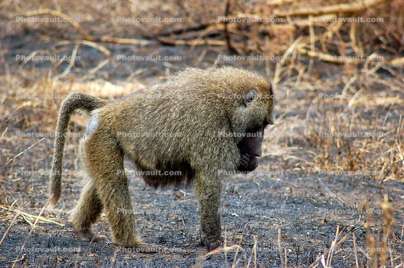 Baboon, Africa