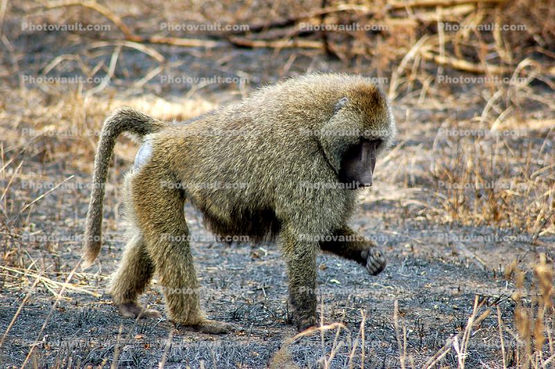 Baboon, Africa