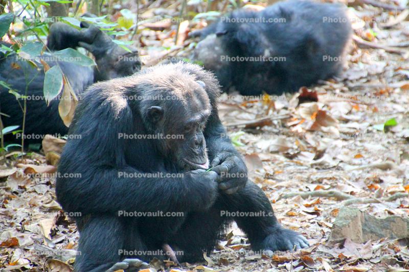 Chimpanzees, (Pan troglodytes schweinfurthii), Hominidae, Chimps, Mahale Mountains National Park