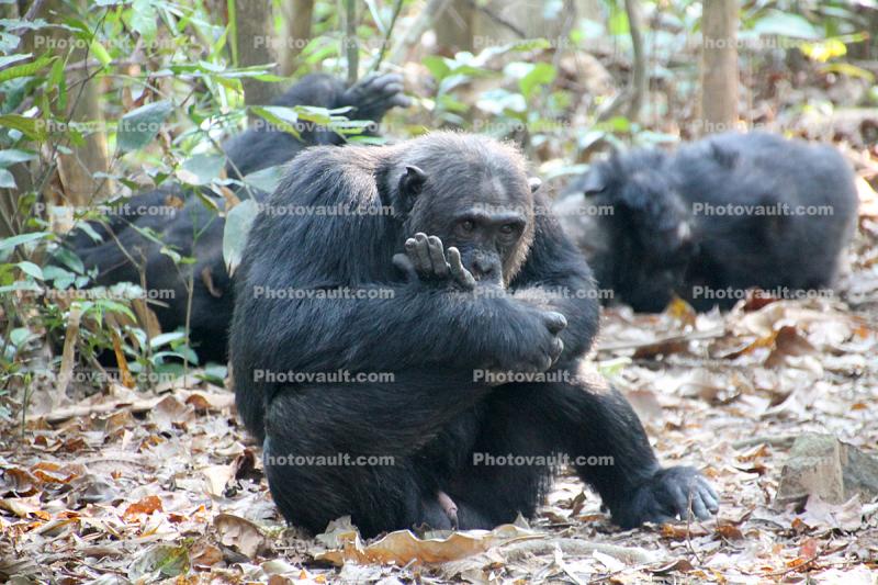 Chimpanzees, (Pan troglodytes schweinfurthii), Hominidae, Chimps, Mahale Mountains National Park
