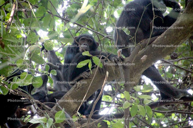 Chimpanzees, (Pan troglodytes schweinfurthii), Hominidae, Chimps, Mahale Mountains National Park, Tanzania