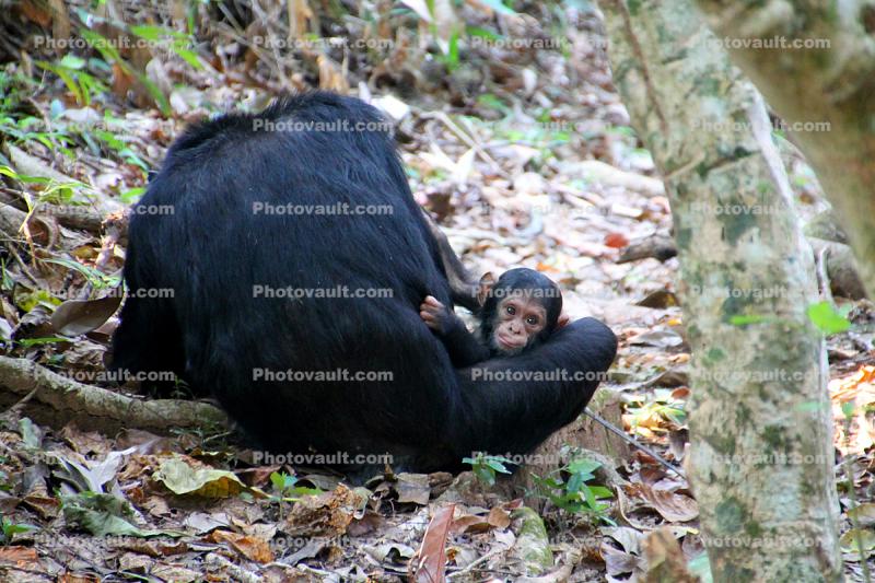 Baby Chimpanzee, (Pan troglodytes schweinfurthii), Mahale Mountains National Park