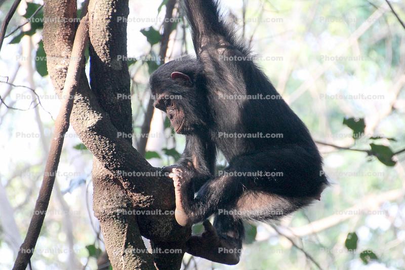 Chimpanzees, (Pan troglodytes schweinfurthii), Tanzania