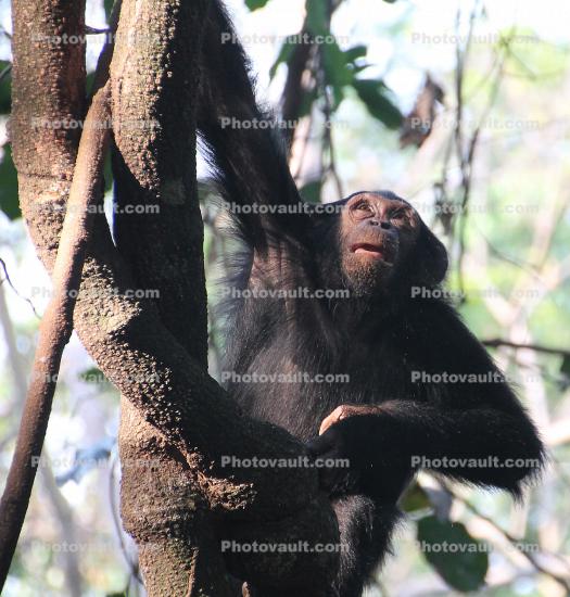Chimpanzee, (Pan troglodytes schweinfurthii)
