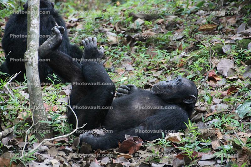 Chimpanzees, (Pan troglodytes schweinfurthii), Hominidae, Chimps, Mahale Mountains National Park, Tanzania