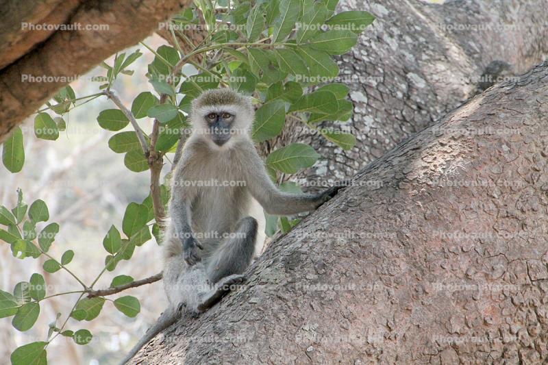Monkeys in a tree, Tanzania