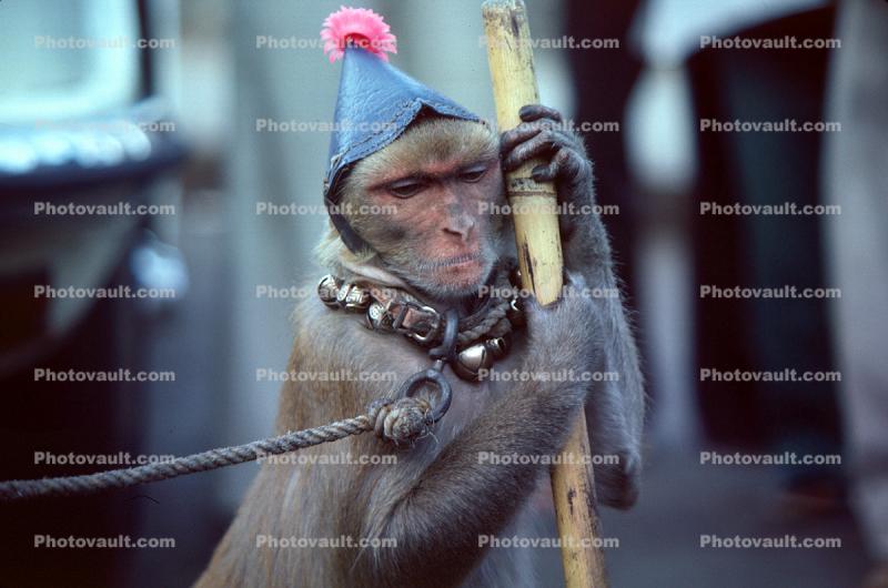 Circus Monkey, cap, leash