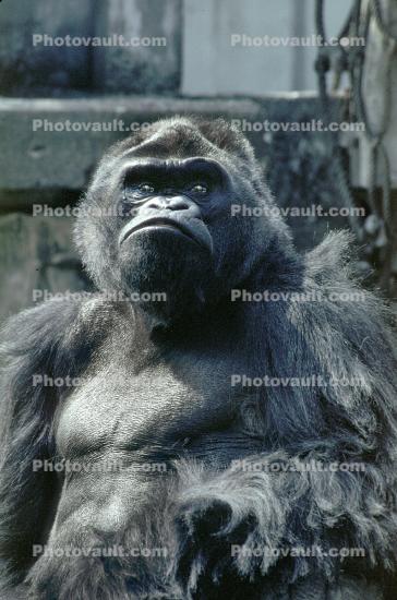 Ape, Gorilla