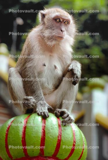 Wild Macaques Monkey, Batu Caves, Gombak, Selangor, Malaysia