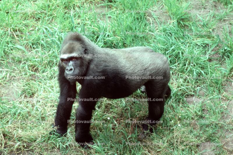Lowland Gorilla, (Gorilla gorilla gorilla)