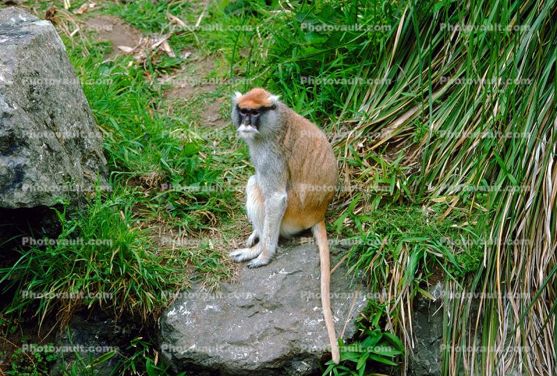 Patas Monkey, (Erythrocebus patas), Cercopithecidae, Cercopithecinae, Cercopithecini, Erythrocebus