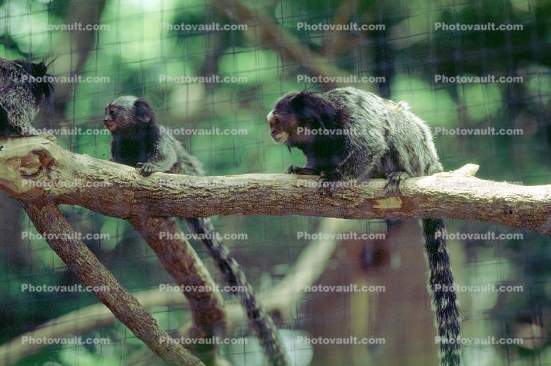 Tufted Ear Marmoset, (Callithrix jacchus), Callitrichidae, (Callith), Monkey