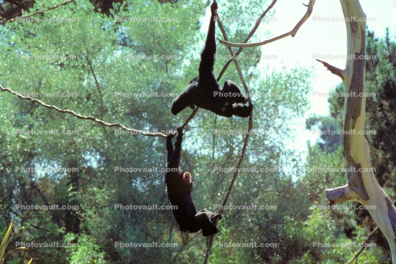 Siamang, (Symphalangus syndactylus), Hylobatidae, Gibbon