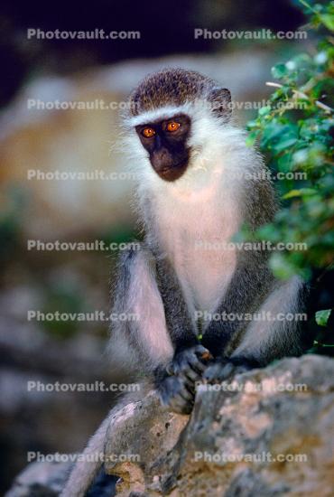Green Monkey, Chlorocebus aethiops, Caves at Soof Omar, Ethiopia