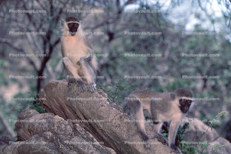 Green Monkeys on a tree, Chlorocebus aethiops, Soof Omar, Ethiopia