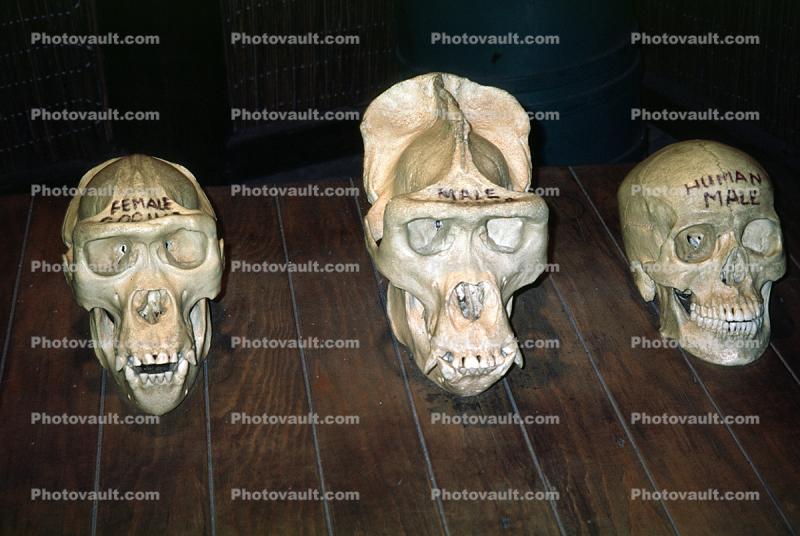 Comparitive Skulls
