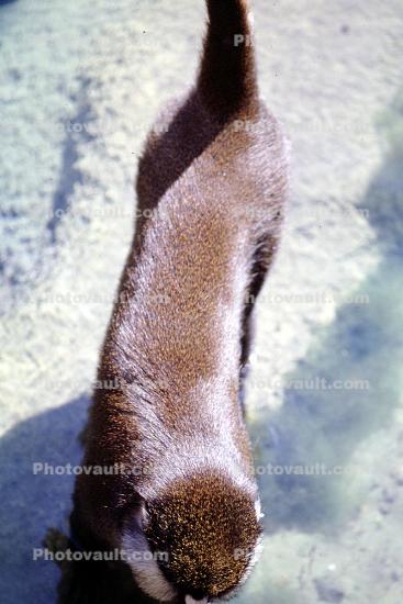 Schmidt's Spot-nosed Guenon, (Corcopithecus ascanius schmidti)