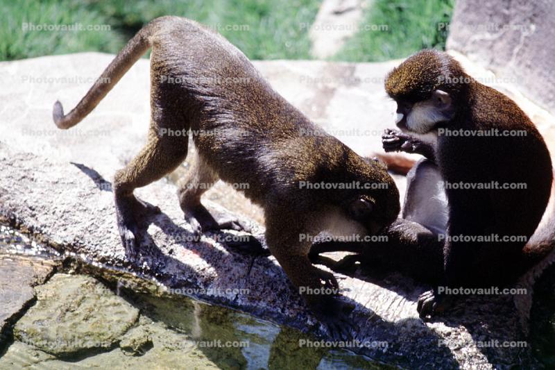 Allen's Swamp Monkey, (Allenopltheous nigroviridis), Cercopithecidae, wetlands, Cercopithecini, Erythrocebus
