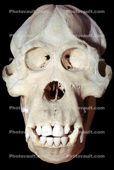 Monkey Skull, Eye Sockets, Teeth