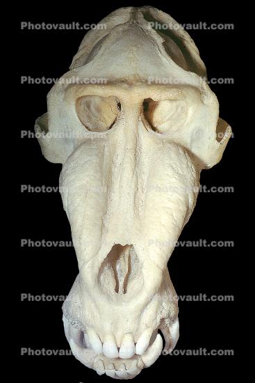 Mandrill Skull, Eye Sockets, Teeth, (Mandrillus sphinx)