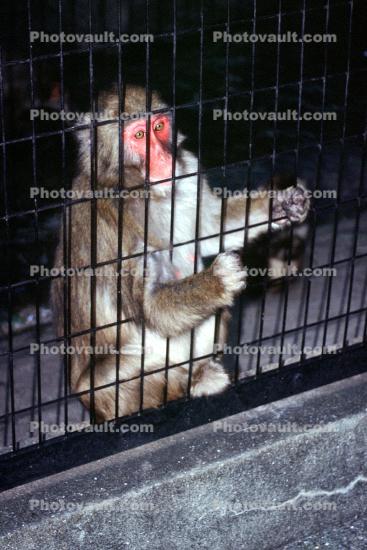 Caged Monkey