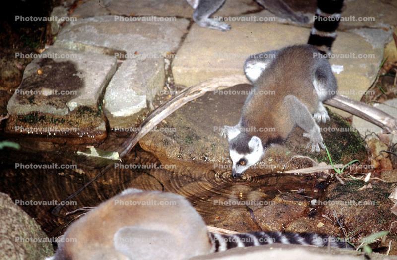 Ring Tailed Lemur, (Lemur catta), [Lemuridae], Maki, drinking, pond, stream, concentric rings, Maki