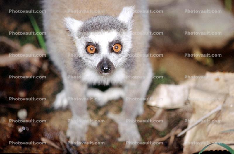 Ring Tailed Lemur, (Lemur catta), [Lemuridae], eyes, face, Maki