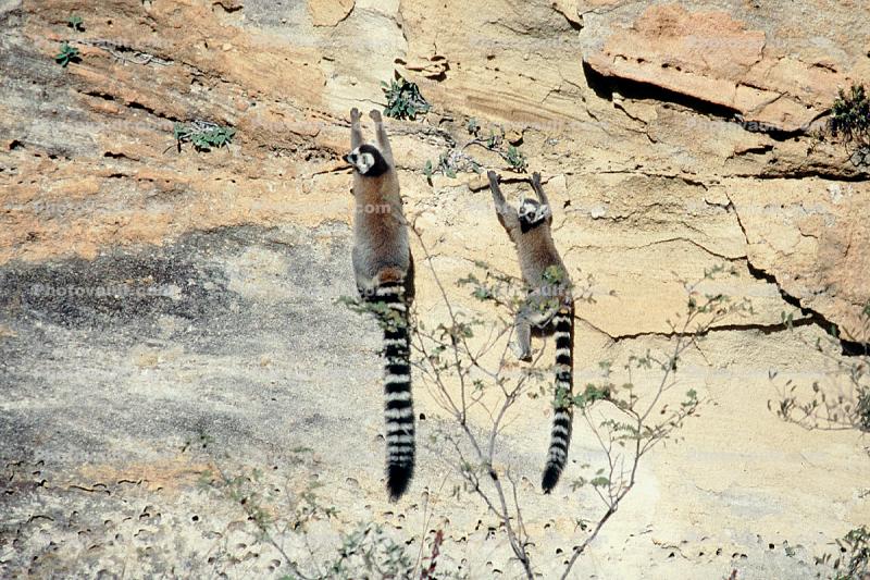 Lemurs hanging onto a cliff, Ring Tailed Lemur, (Lemur catta), [Lemuridae], Maki, cliff