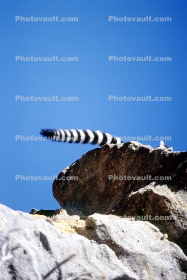 Ringtail Lemur, tail