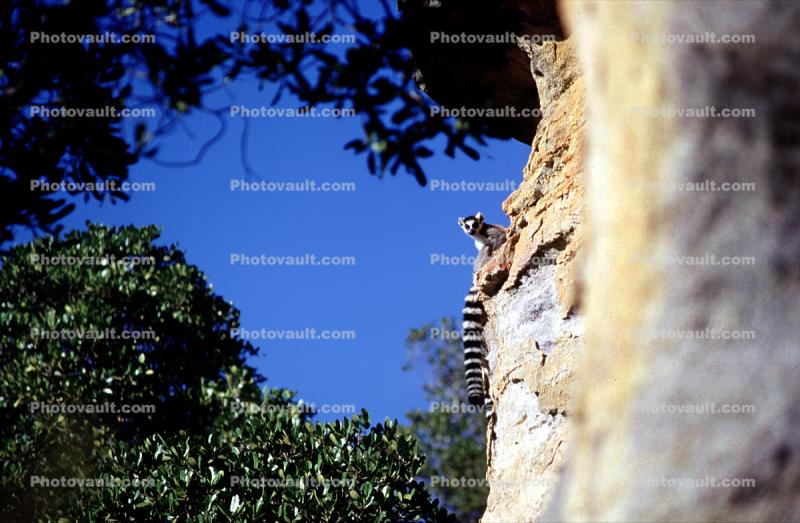 Lemurs on the side of a cliff