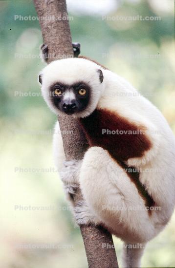 Lemur hanging on a Tree, Eyes